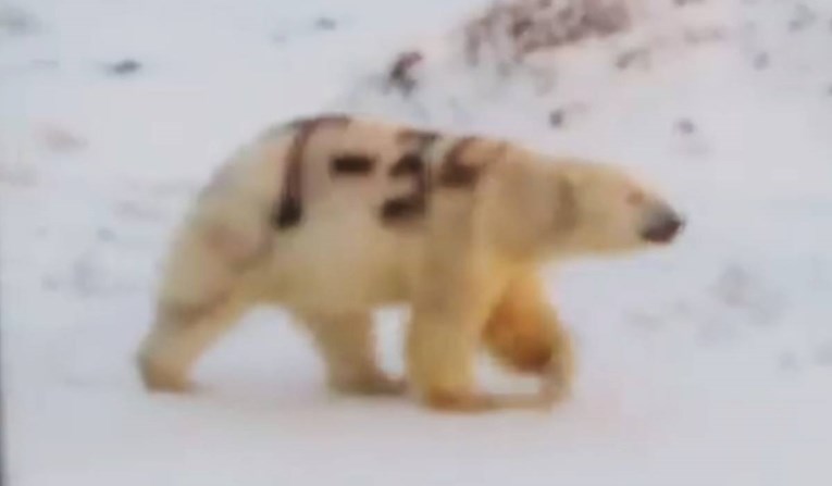 Netko sprejem na polarnom medvjedu u Rusiji napisao T-34. Kako će sada loviti?
